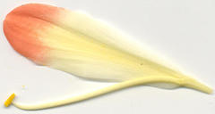 Clivia miniata miniata