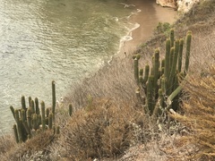 Trichocereus