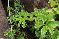 Cyphostemma quinatum