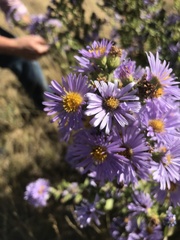 Symphyotrichum jessicae