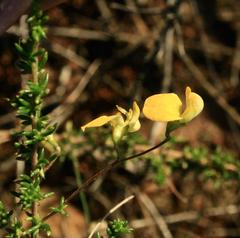 Aspalathus biflora biflora