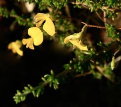 Aspalathus biflora biflora