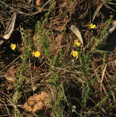 Aspalathus biflora biflora