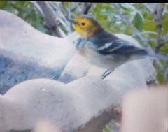 Setophaga occidentalis