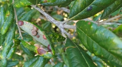 Belonocnema fossoria