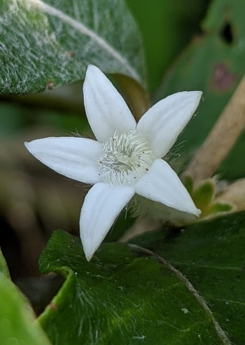 Image of Sabicea cinerea by (c) Denis Bastianelli, some rights reserved (CC BY)
