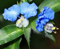 Commelina eckloniana