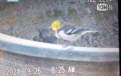 Setophaga occidentalis