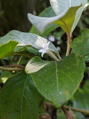 Sabicea cinerea