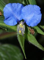 Commelina eckloniana