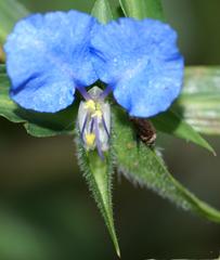 Commelina eckloniana