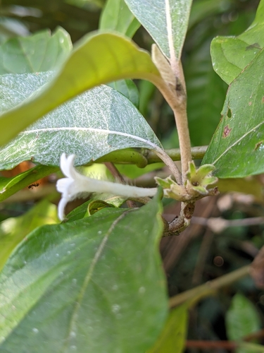 Image of Sabicea cinerea by (c) Denis Bastianelli, some rights reserved (CC BY)