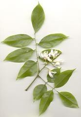 Craibia zimmermannii