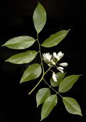 Craibia zimmermannii