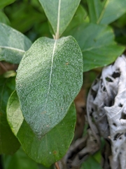 Sabicea cinerea