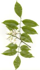 Craibia zimmermannii