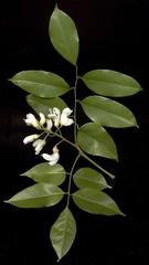 Craibia zimmermannii