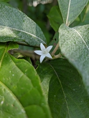 Sabicea cinerea
