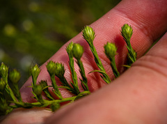 Symphyotrichum pilosum pilosum
