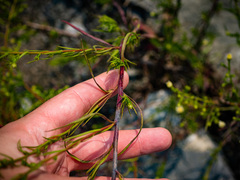 Symphyotrichum pilosum pilosum