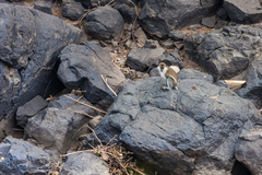 Chlorocebus aethiops