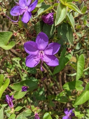 Rhynchanthera grandiflora