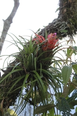 Aechmea recurvata