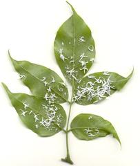 Craibia zimmermannii