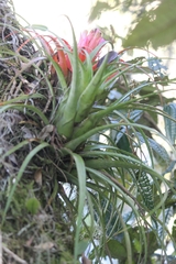 Aechmea recurvata