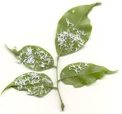 Craibia zimmermannii