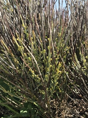 Ephedra major