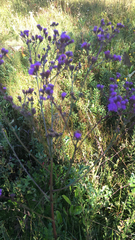 Carphephorus odoratissimus