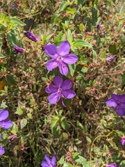 Rhynchanthera grandiflora