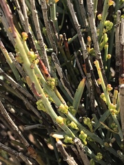 Ephedra major