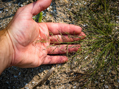 Eragrostis pectinacea pectinacea