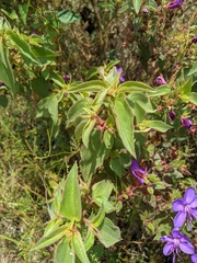Rhynchanthera grandiflora
