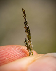 Eragrostis pectinacea pectinacea