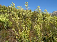 Leucadendron ericifolium