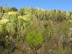 Leucadendron ericifolium