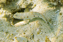 Valenciennea longipinnis