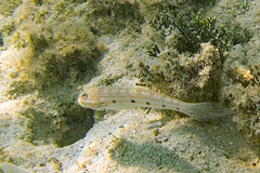 Valenciennea longipinnis