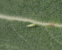 Micantulina stigmatipennis