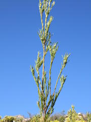 Leucadendron ericifolium