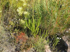 Leucadendron ericifolium