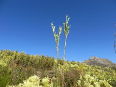 Leucadendron ericifolium
