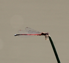 Oxyagrion