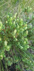 Cliffortia polygonifolia