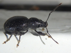 Otiorhynchus ovalipennis