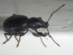 Otiorhynchus ovalipennis