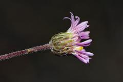 Felicia hyssopifolia
